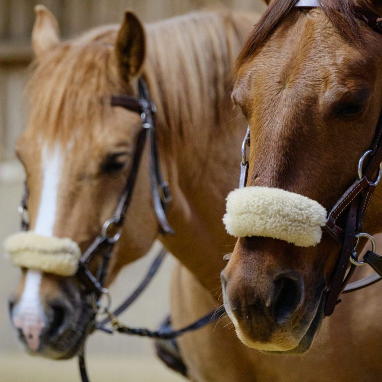 (Western)Reiten